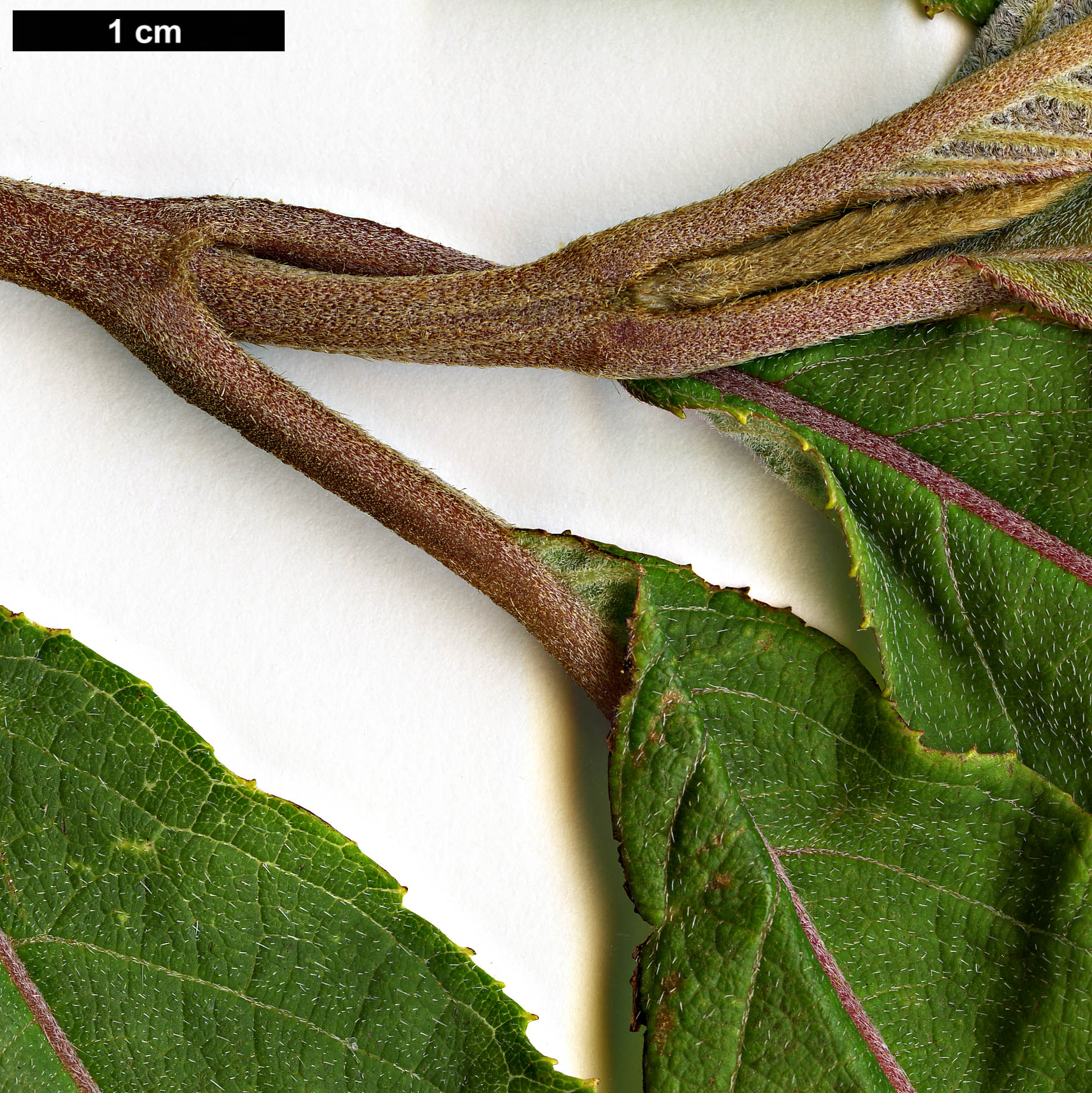 High resolution image: Family: Hydrangeaceae - Genus: Hydrangea - Taxon: aspera - SpeciesSub: subsp. aspera
